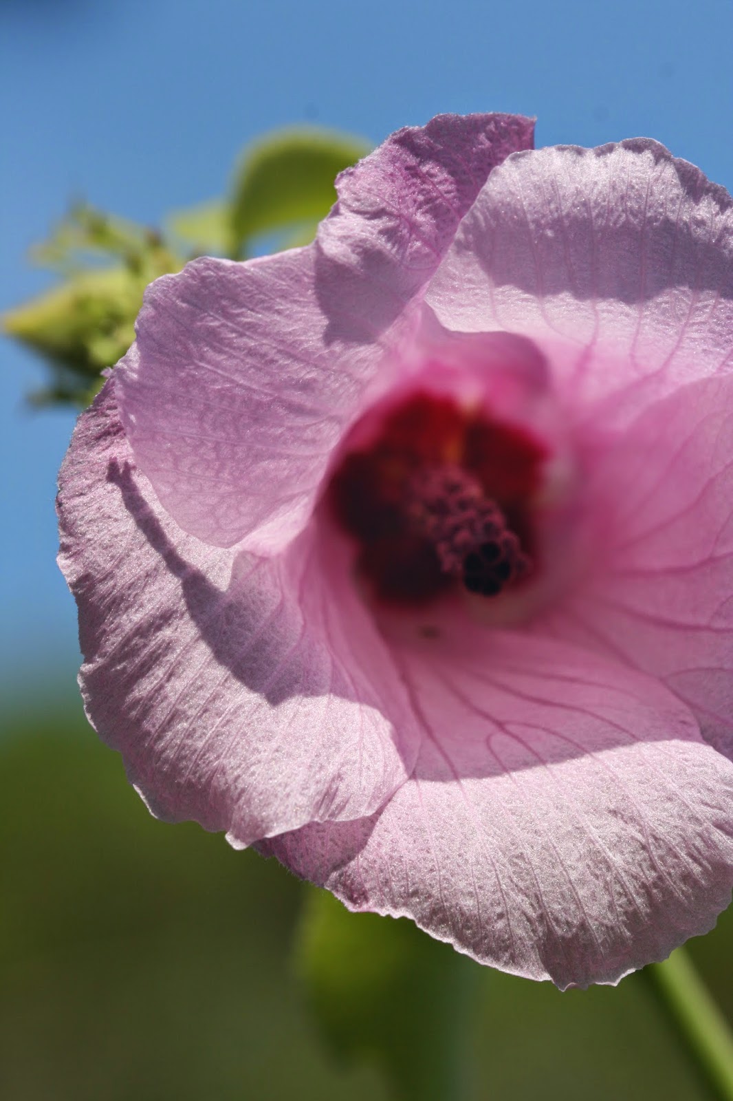 sleepy hibiscus